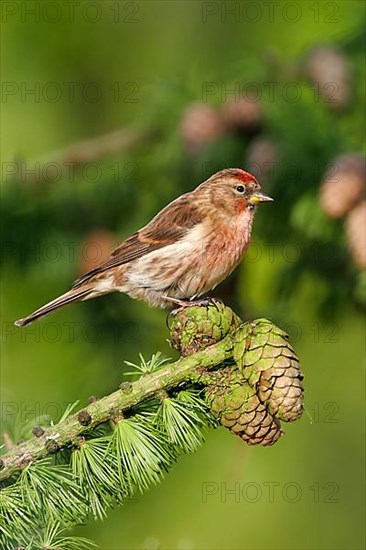 Common Redpoll