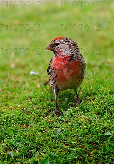 Common Redpoll