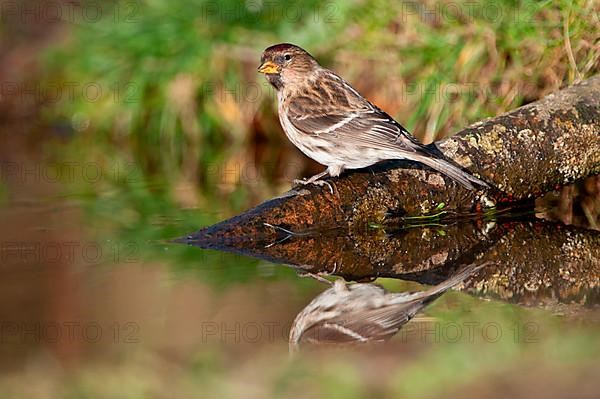 Redpoll