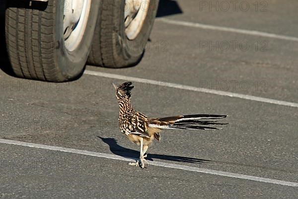 Greater roadrunner