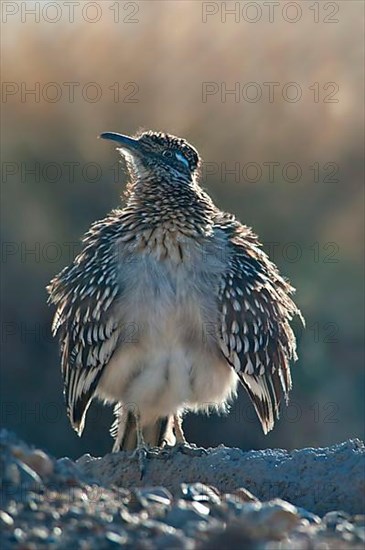 Greater roadrunner