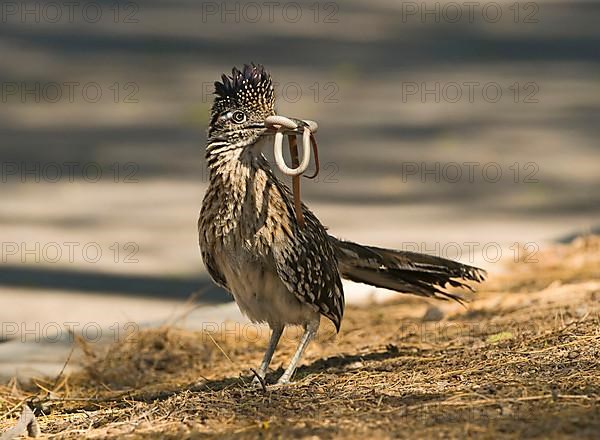 Greater roadrunner