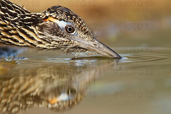 Greater Roadrunner