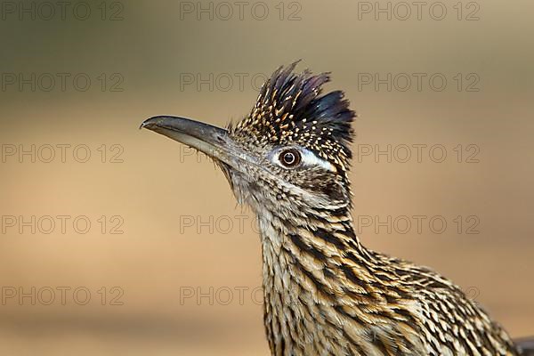 Greater Roadrunner