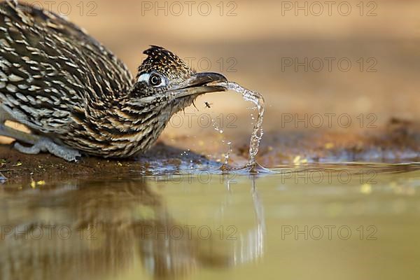 Greater Roadrunner