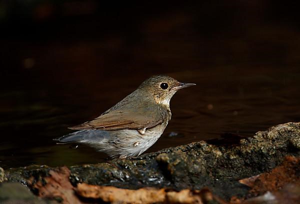 Siberian siberian blue robin