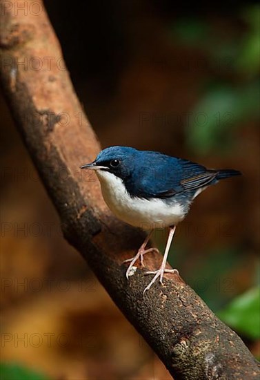 Siberian siberian blue robin