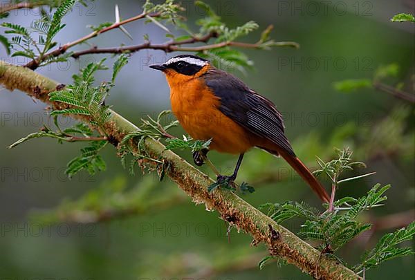 White-browed Robin Chat