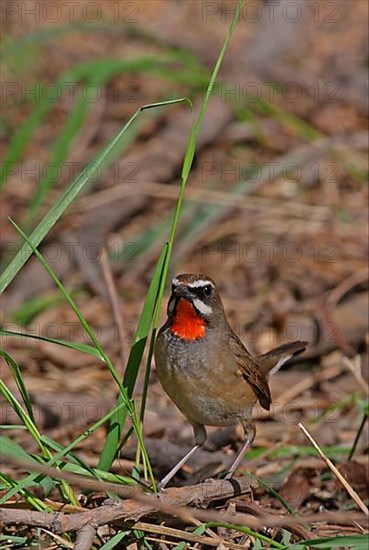 Siberian Rubythroat