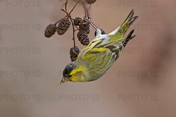 Siskin