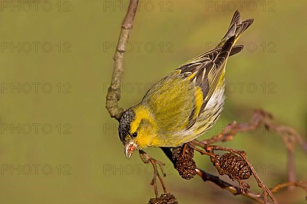 Siskin