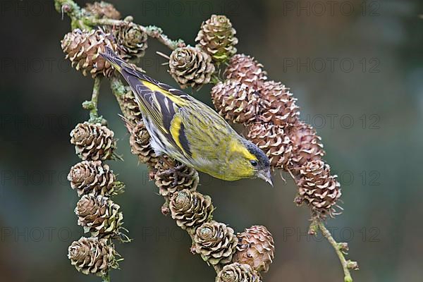 Siskin