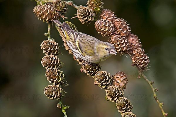 Siskin