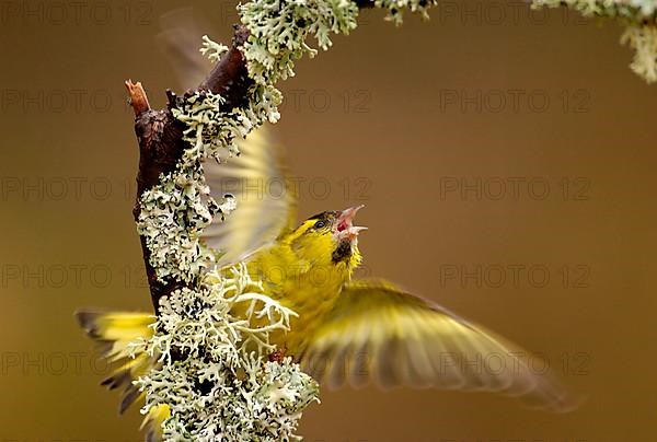 Siskin