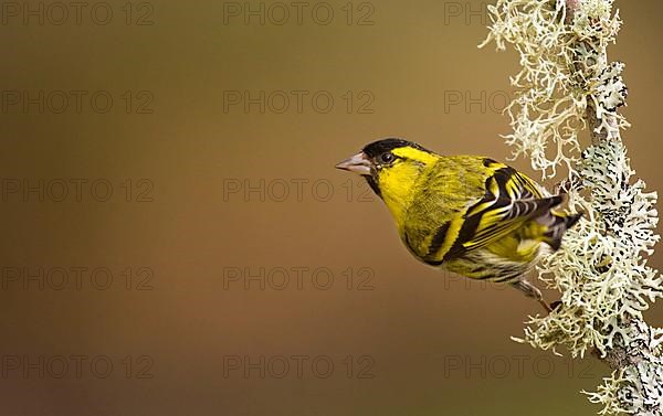 Siskin