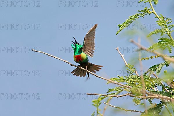 Beautiful Sunbird