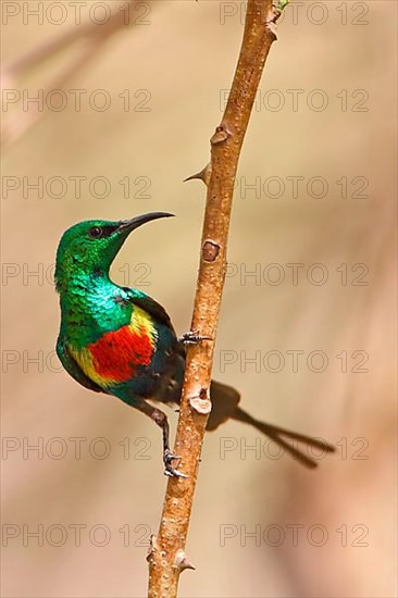 Beautiful Sunbird