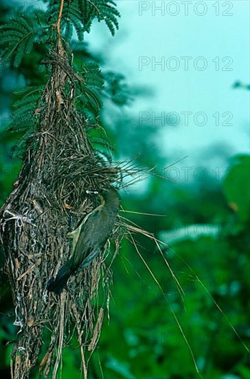 Copper Sunbird