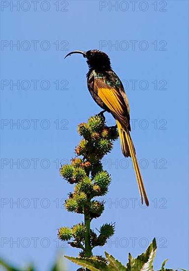 Golden-winged Sunbird