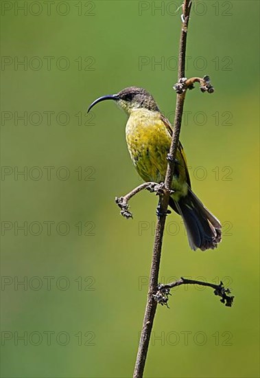 Golden-winged Sunbird