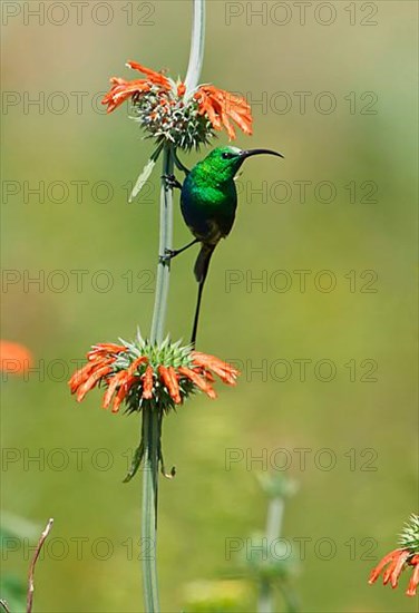 Malachite Sunbird