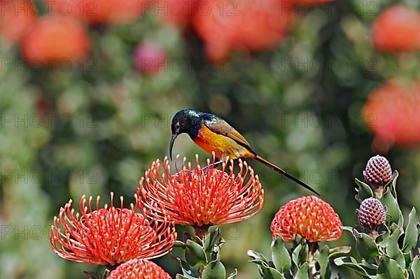 Orange-breasted Sunbird