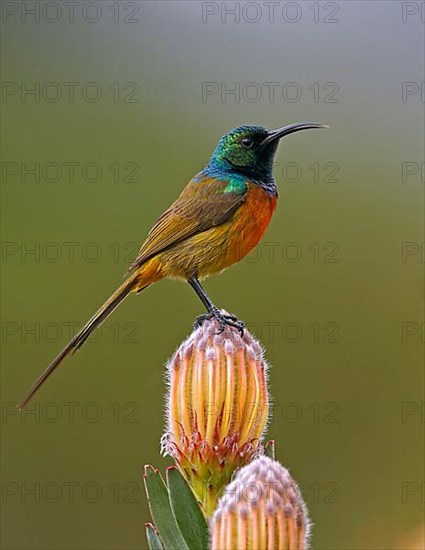 Orange-breasted Sunbird