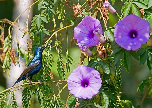 Purple Sunbird