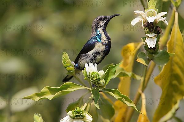 Purple Sunbird