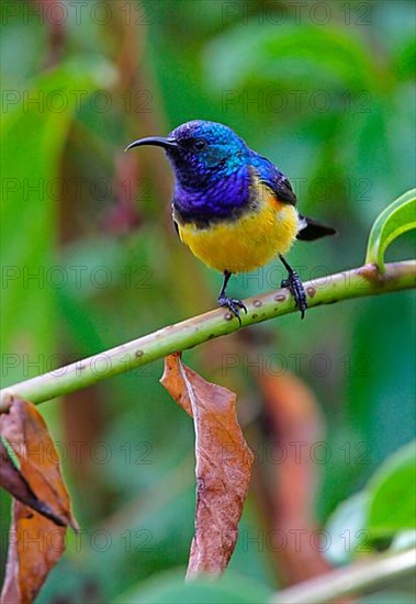 Variable sunbird