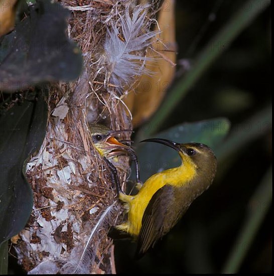 Olive-backed sunbird