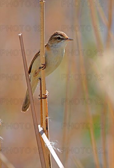Paddyfield warbler