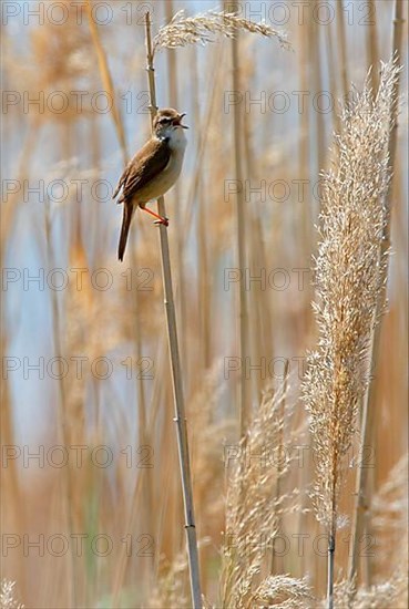 Paddyfield warbler