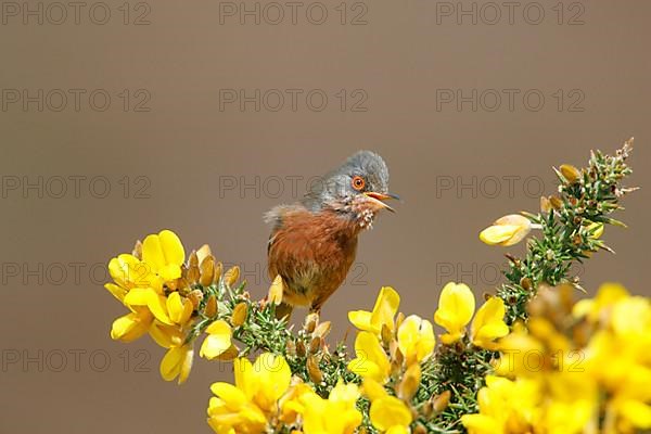 Dartford Warbler