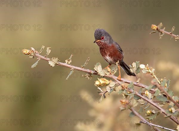 Dartford Warbler