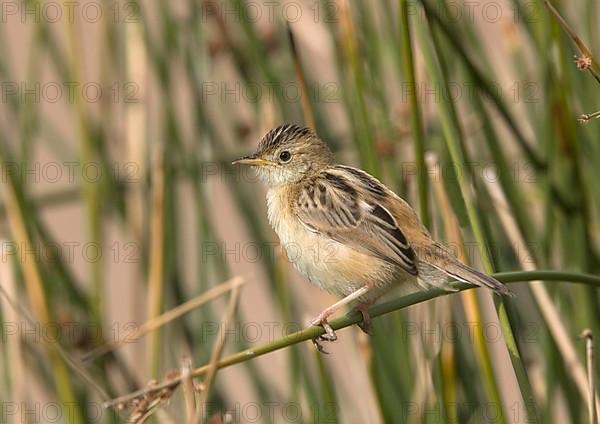 Zitting cisticola