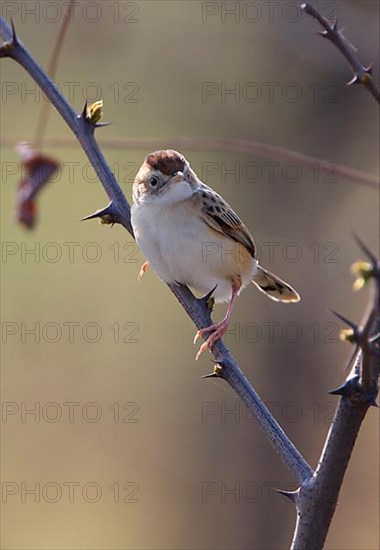 Cisticola