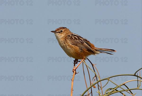 Cisticola