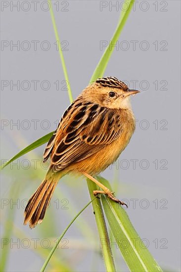 Fan-tailed warbler