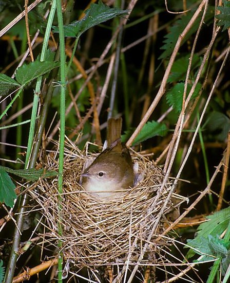 Garden Warbler