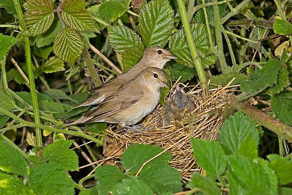 Garden warbler