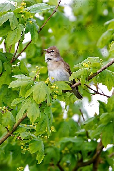 Garden warbler