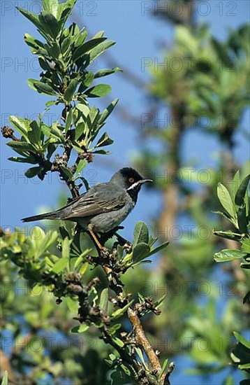 Lesser Reed Warbler