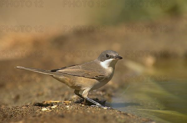 Western orphean warbler