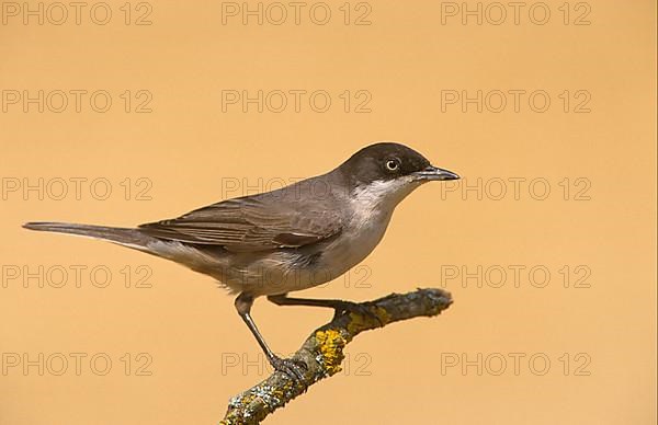 Western orphean warbler