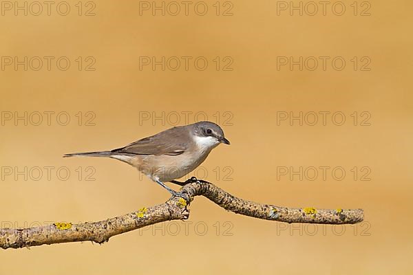 Orphean Warbler