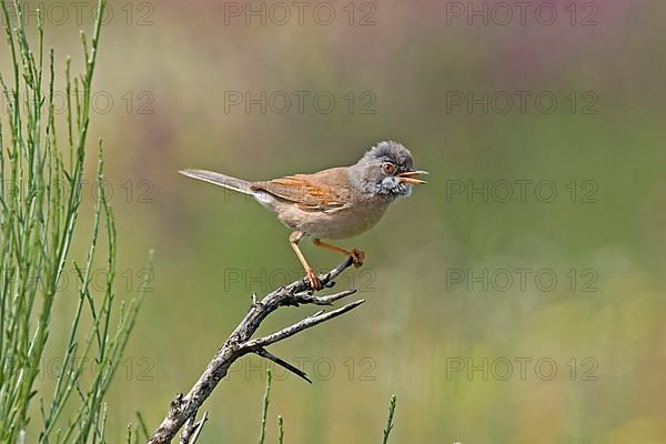 Spectacled warbler