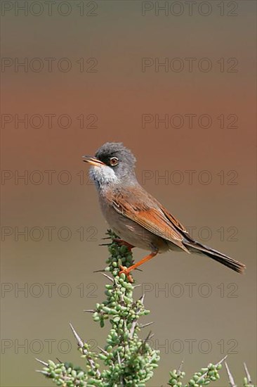 Spectacled Warbler