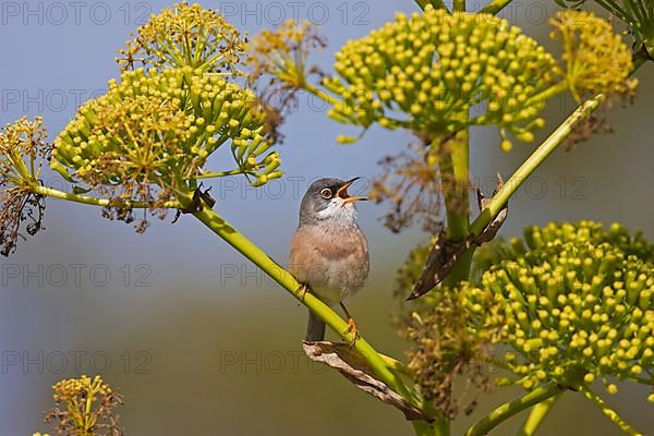 Spectacled Warbler