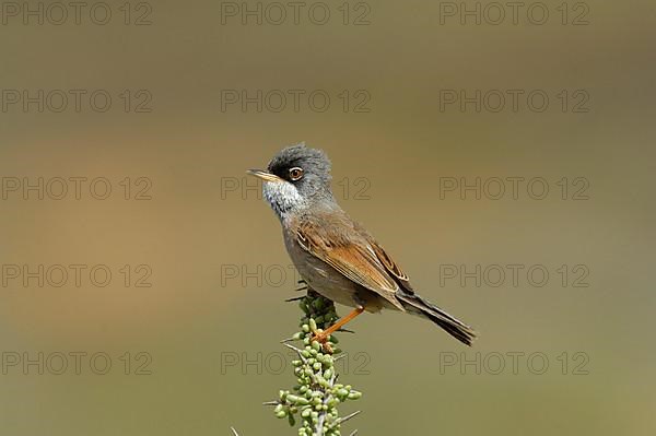 Spectacled Warbler